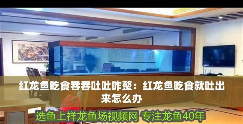 紅龍魚吃食吞吞吐吐咋整：紅龍魚吃食就吐出來怎么辦