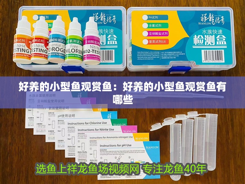 好養的小型魚觀賞魚：好養的小型魚觀賞魚有哪些