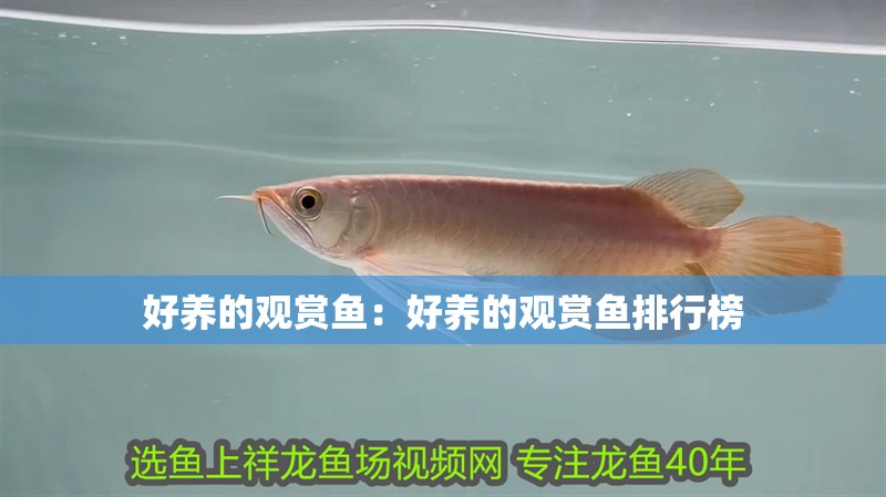好養的觀賞魚：好養的觀賞魚排行榜