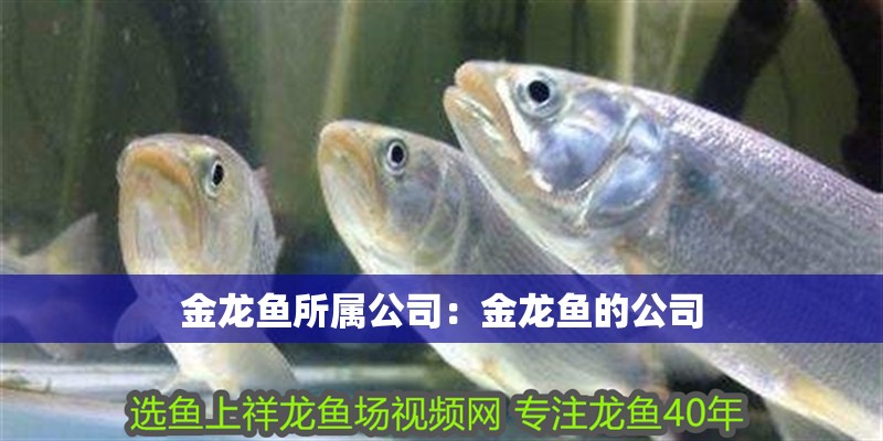 金龍魚(yú)所屬公司：金龍魚(yú)的公司