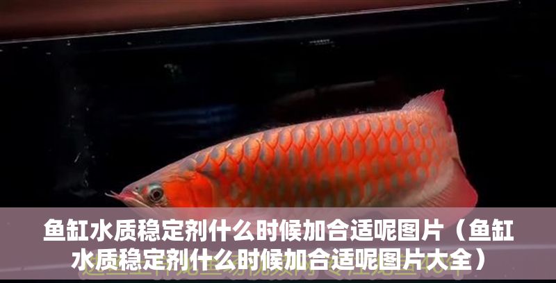 魚缸水質(zhì)穩(wěn)定劑什么時候加合適呢圖片（魚缸水質(zhì)穩(wěn)定劑什么時候加合適呢圖片大全）