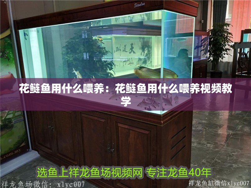 花鰱魚用什么喂養：花鰱魚用什么喂養視頻教學