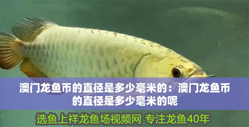 澳門龍魚幣的直徑是多少毫米的：澳門龍魚幣的直徑是多少毫米的呢