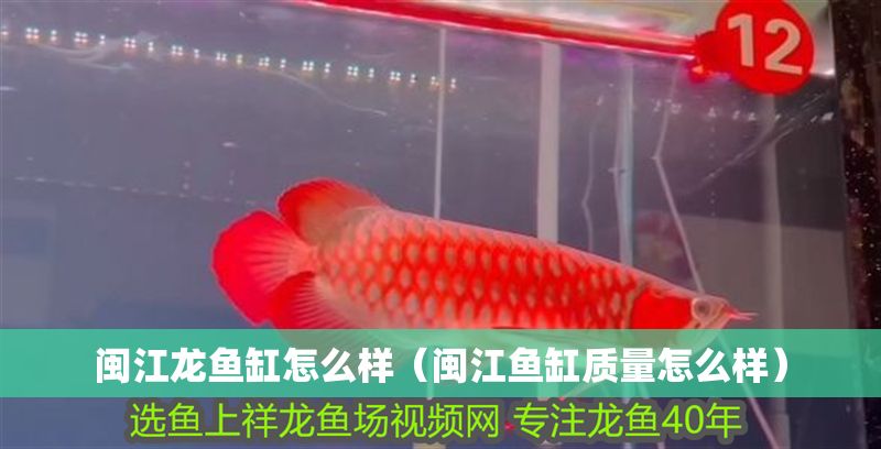 閩江龍魚缸怎么樣（閩江魚缸質(zhì)量怎么樣）