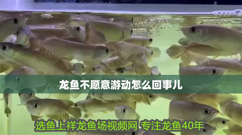 龍魚不愿意游動怎么回事兒 龍魚不愿意游動怎么回事兒 龍魚百科 第2張
