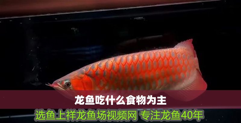 龍魚吃什么食物為主