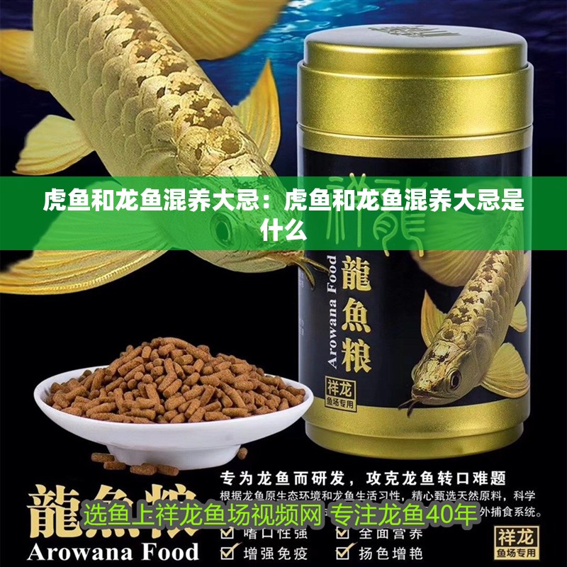 虎魚和龍魚混養(yǎng)大忌：虎魚和龍魚混養(yǎng)大忌是什么