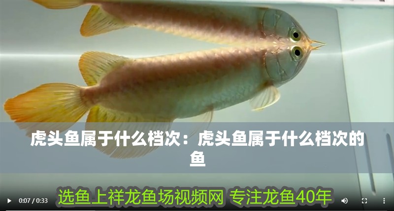 虎頭魚屬于什么檔次：虎頭魚屬于什么檔次的魚