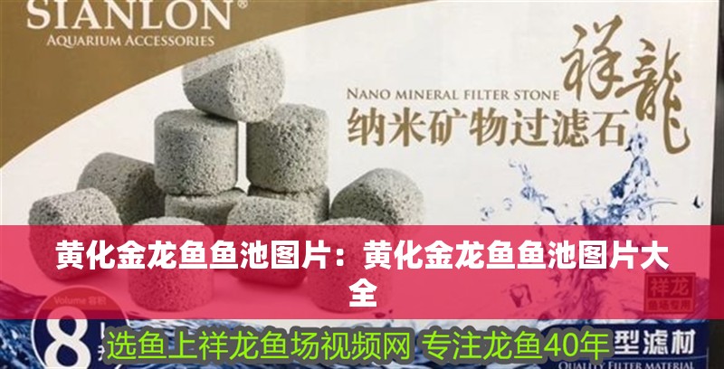 黃化金龍魚魚池圖片：黃化金龍魚魚池圖片大全