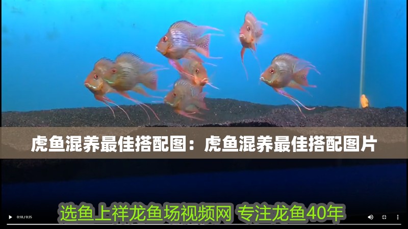虎魚混養最佳搭配圖：虎魚混養最佳搭配圖片