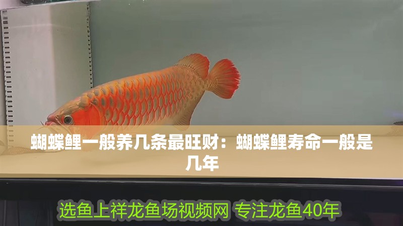 蝴蝶鯉一般養幾條最旺財：蝴蝶鯉壽命一般是幾年