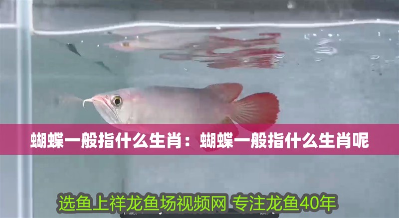 蝴蝶一般指什么生肖：蝴蝶一般指什么生肖呢