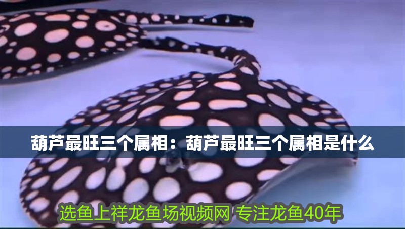 葫蘆最旺三個屬相：葫蘆最旺三個屬相是什么