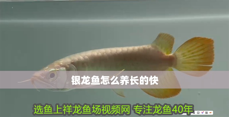 銀龍魚怎么養長的快