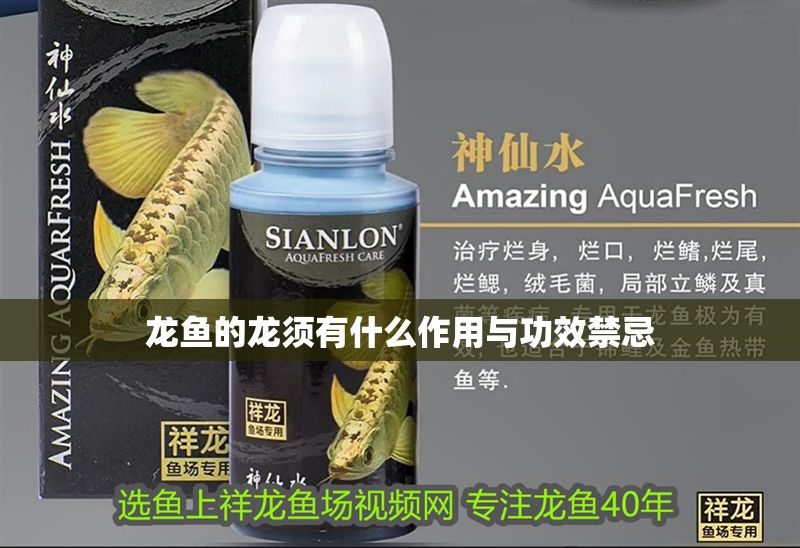 龍魚的龍須有什么作用與功效禁忌