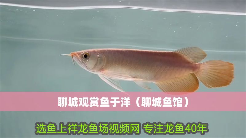 聊城觀賞魚于洋（聊城魚館）