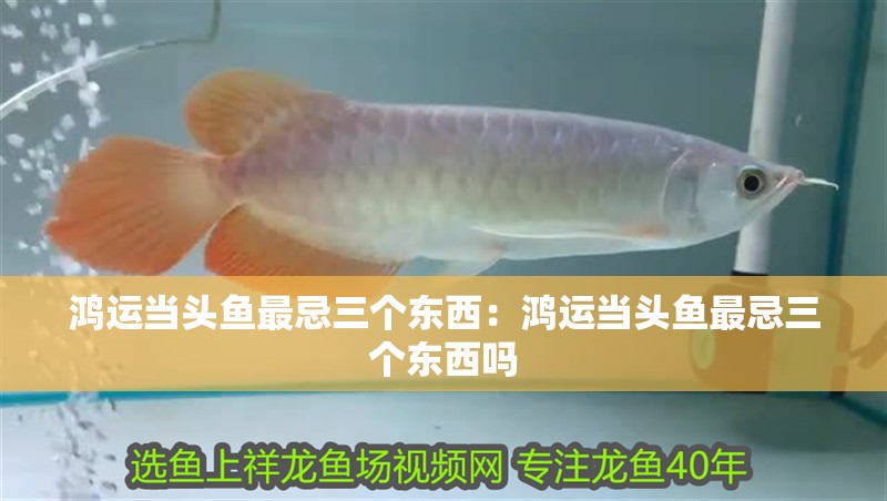 鴻運當頭魚最忌三個東西：鴻運當頭魚最忌三個東西嗎