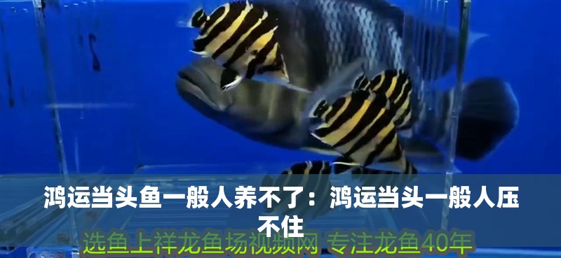 鴻運當頭魚一般人養不了：鴻運當頭一般人壓不住