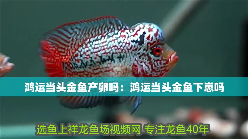 鴻運(yùn)當(dāng)頭金魚產(chǎn)卵嗎：鴻運(yùn)當(dāng)頭金魚下崽嗎