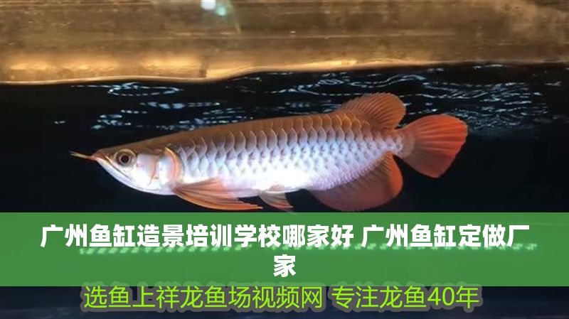 廣州魚缸造景培訓學校哪家好 廣州魚缸定做廠家