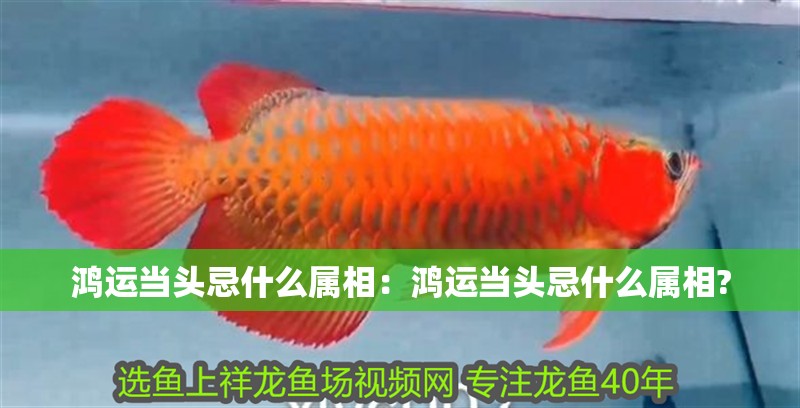 鴻運當頭忌什么屬相：鴻運當頭忌什么屬相?