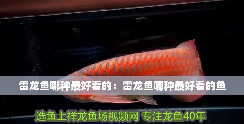雷龍魚哪種最好看的：雷龍魚哪種最好看的魚