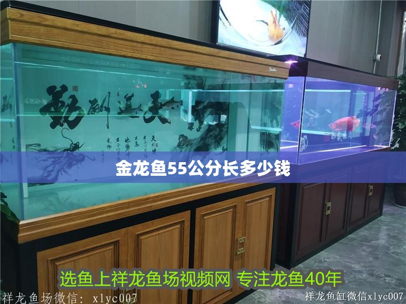 金龍魚55公分長多少錢