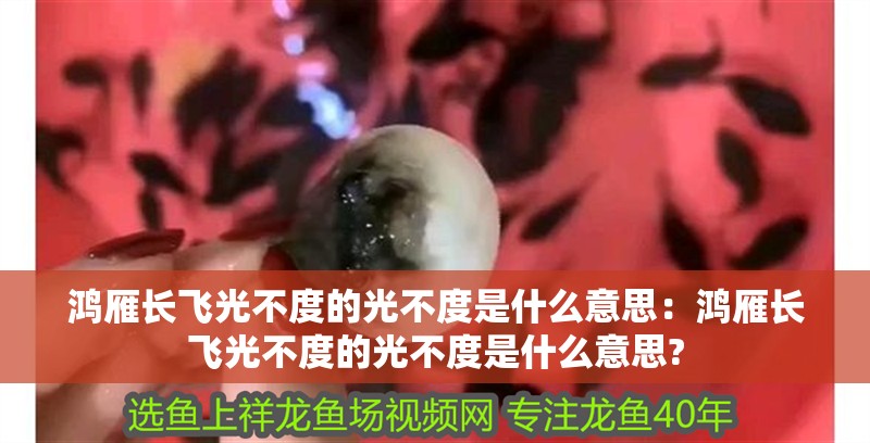 鴻雁長飛光不度的光不度是什么意思：鴻雁長飛光不度的光不度是什么意思? 鴻雁長飛光不度的光不度是什么意思：鴻雁長飛光不度的光不度是什么意思? 龍魚百科 第2張