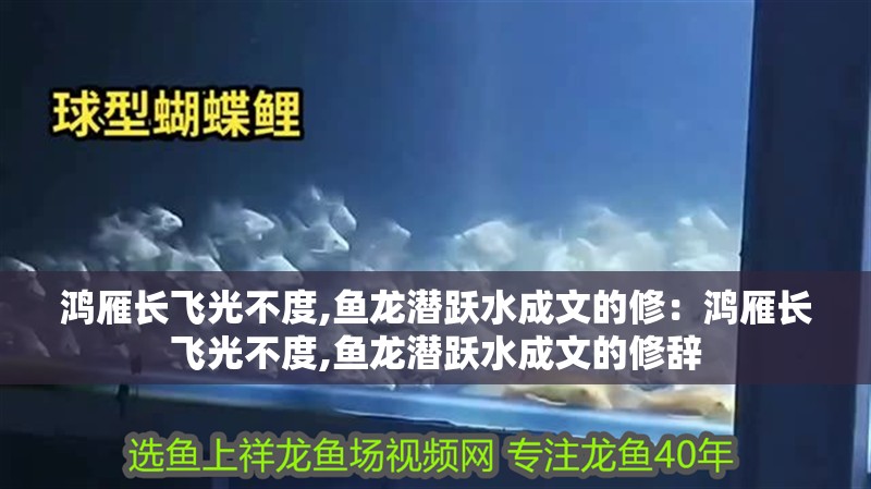 鴻雁長飛光不度,魚龍潛躍水成文的修：鴻雁長飛光不度,魚龍潛躍水成文的修辭