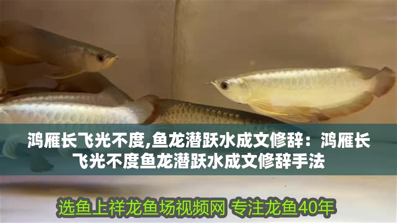 鴻雁長飛光不度,魚龍潛躍水成文修辭：鴻雁長飛光不度魚龍潛躍水成文修辭手法