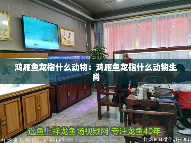 鴻雁魚龍指什么動物：鴻雁魚龍指什么動物生肖