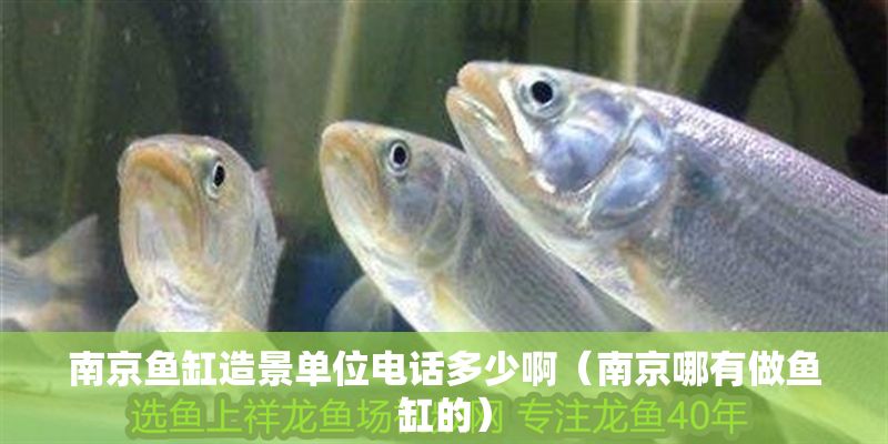 南京魚(yú)缸造景單位電話多少啊（南京哪有做魚(yú)缸的）