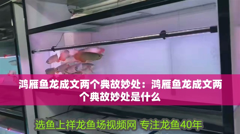 鴻雁魚龍成文兩個典故妙處：鴻雁魚龍成文兩個典故妙處是什么