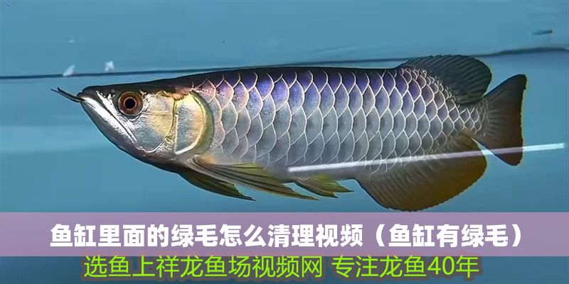魚缸里面的綠毛怎么清理視頻（魚缸有綠毛）