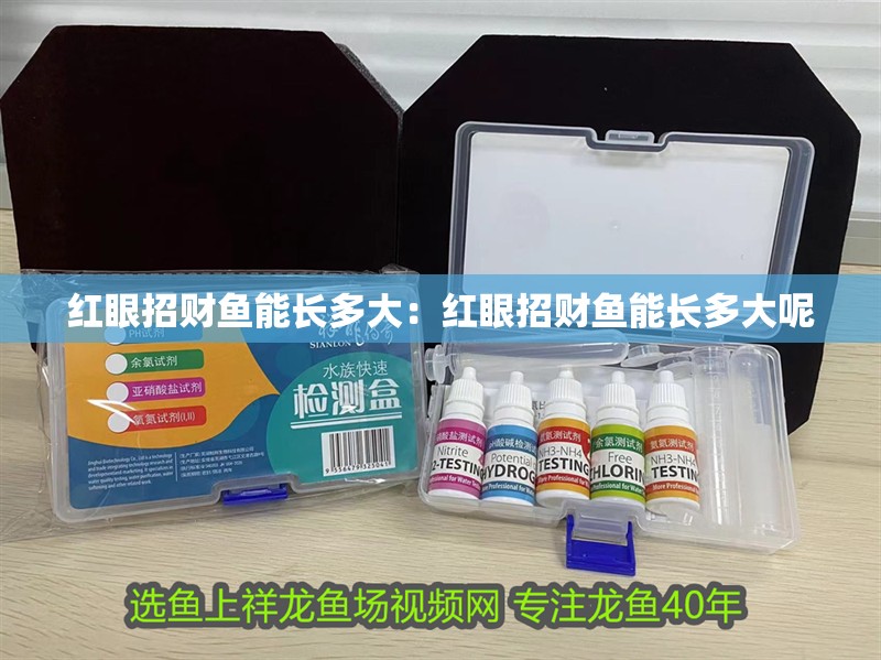 紅眼招財魚能長多大：紅眼招財魚能長多大呢