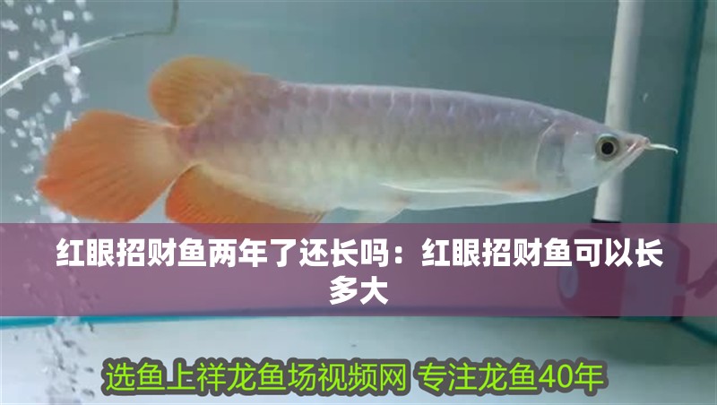 紅眼招財魚兩年了還長嗎：紅眼招財魚可以長多大
