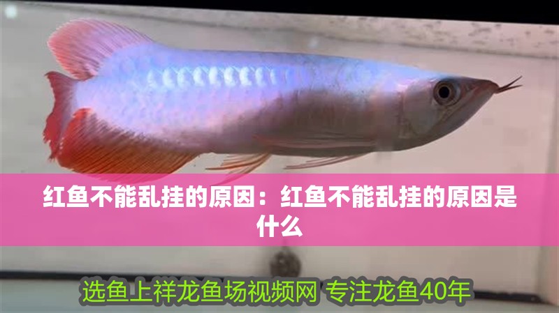 紅魚(yú)不能亂掛的原因：紅魚(yú)不能亂掛的原因是什么