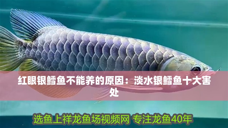 紅眼銀鱈魚不能養的原因：淡水銀鱈魚十大害處