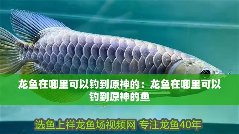 龍魚在哪里可以釣到原神的：龍魚在哪里可以釣到原神的魚