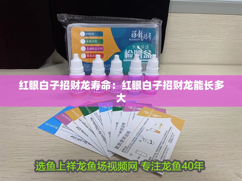 紅眼白子招財龍壽命：紅眼白子招財龍能長多大