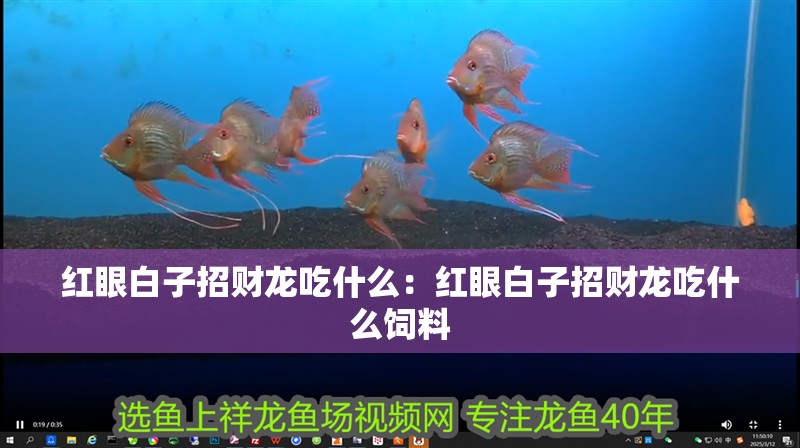 紅眼白子招財龍吃什么：紅眼白子招財龍吃什么飼料