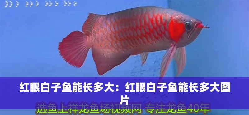 紅眼白子魚能長多大：紅眼白子魚能長多大圖片