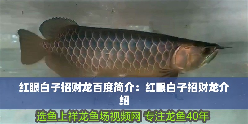 紅眼白子招財(cái)龍百度簡(jiǎn)介：紅眼白子招財(cái)龍介紹