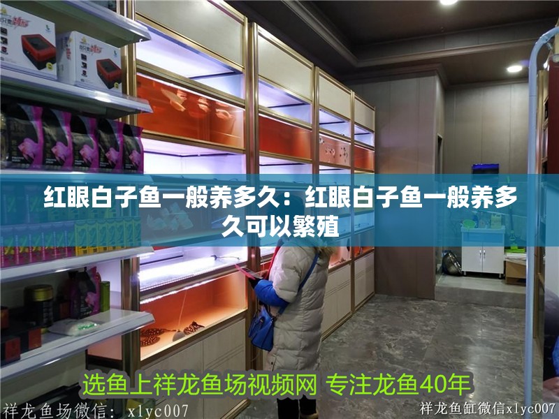 紅眼白子魚一般養多久：紅眼白子魚一般養多久可以繁殖