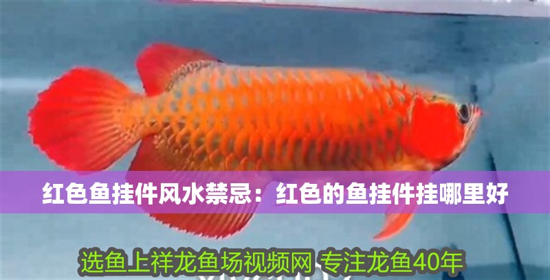 紅色魚掛件風(fēng)水禁忌：紅色的魚掛件掛哪里好