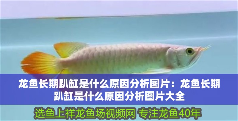 龍魚長期趴缸是什么原因分析圖片：龍魚長期趴缸是什么原因分析圖片大全
