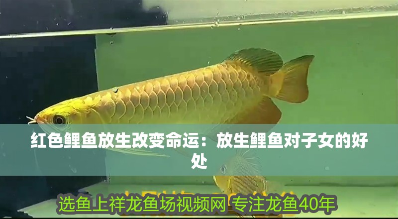 紅色鯉魚放生改變命運(yùn)：放生鯉魚對子女的好處