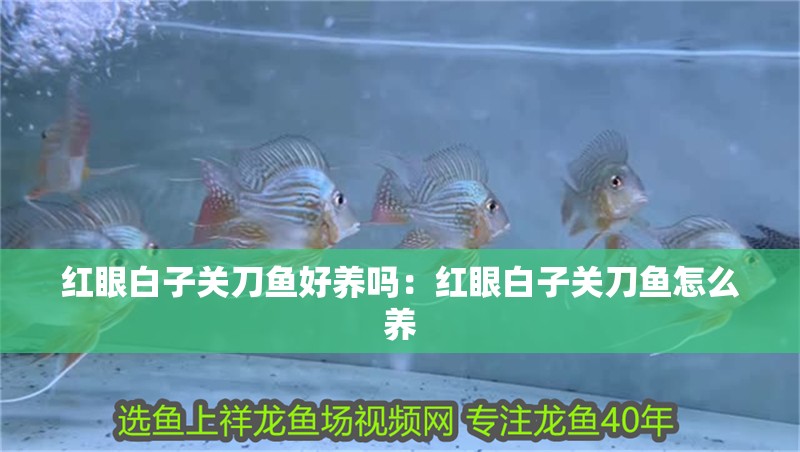 紅眼白子關(guān)刀魚好養(yǎng)嗎：紅眼白子關(guān)刀魚怎么養(yǎng)