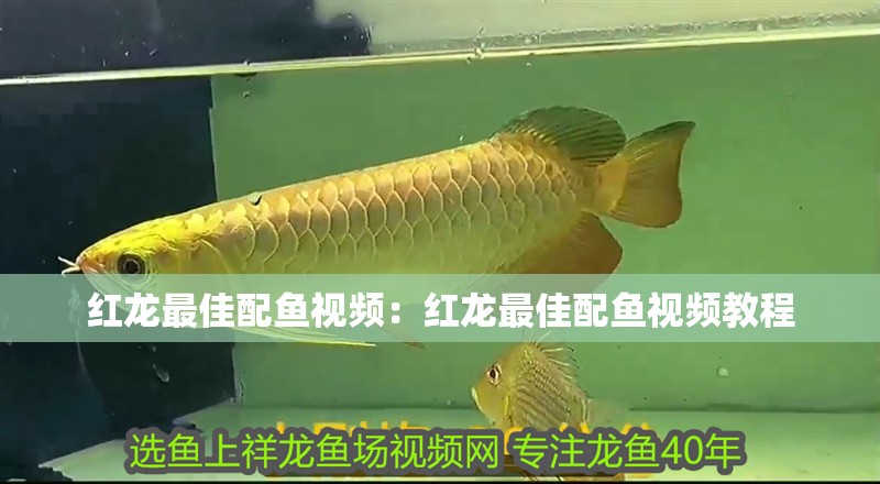 紅龍最佳配魚視頻：紅龍最佳配魚視頻教程