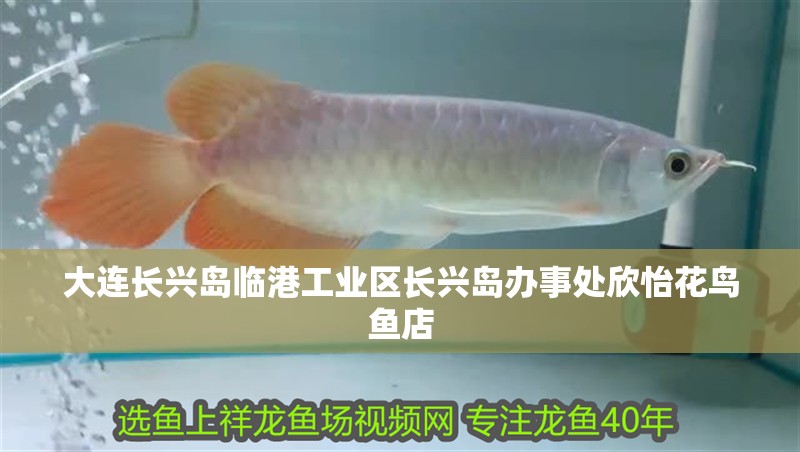 大連長興島臨港工業(yè)區(qū)長興島辦事處欣怡花鳥魚店